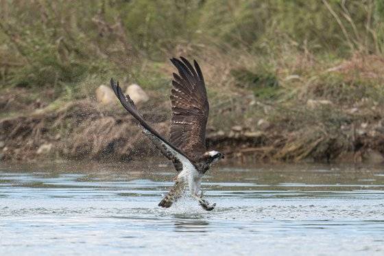 멸종위기종인 새매, 새호리기 등 맹금류의 사냥 활동이 울산의 식수원인 회야강에서 잇따라 관찰됐다. 긴 발톱을 날카롭게 세워 강 위를 스치듯 날아다니며 숭어 같은 물고기를 낚아채 하늘로 비상하는 모습이 장관을 이뤘다. 사진 울산 새 통신원 최호준씨. 울산시.