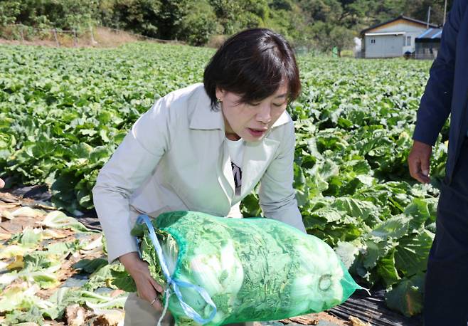 정부가 오는 15일 쌀 수급안정대책을 발표할 예정이다. 사진은 송미령 농림축산식품부 장관이 지난 9일 충북 단양에 배추밭을 찾아 이번달 중하순 출하될 배추 생육 상황과 출하 동향을 점검하는 모습. /사진=뉴시스(농림축산식품부 제공)