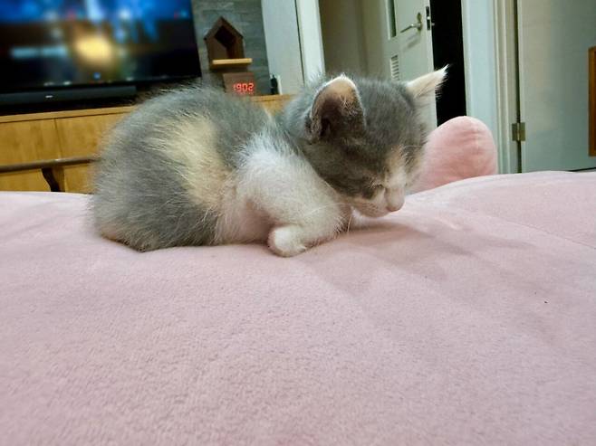 생후 한달된 고양이 식빵굽기