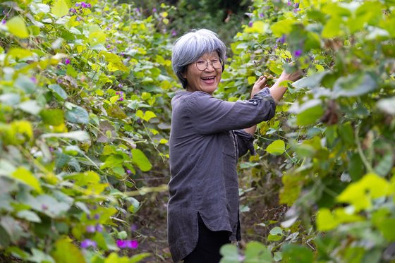 지난 8일 토종씨드림의 채종포(採種圃) 역할을 하는 전남 곡성군 석곡면 은은가 농장에서 변현단 토종씨드림 대표가 제비콩 밭을 돌보고 있다. 4000평 규모의 은은가에서는 현재 200여 점의 작물이 육종중에 있다. 김현동 기자