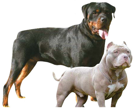 Rottweiler, left, and American pit bull terrier. [JOONGANG ILBO]