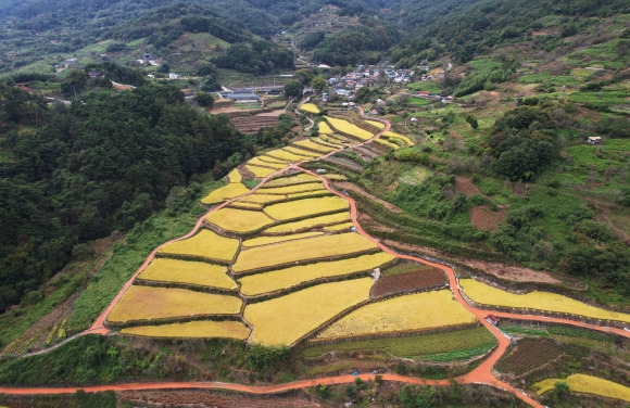 황금빛 물든 다랑논 - 14일 경남 함양군 마천면 도마마을 다랑논에 심은 벼가 황금빛으로 물들고 있다. 다랑논은 경사가 심한 산지에 인위적으로 만든 논으로 경관이 아름답고 역사·문화적 가치가 높아 농업문화유산으로 주목받고 있다. 함양군 뉴스1