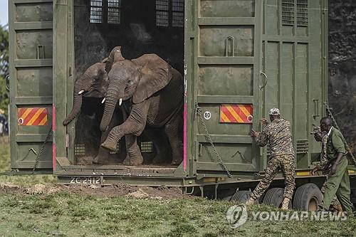 케냐 야생 코끼리 대규모 이송 작업 [AP=연합뉴스]