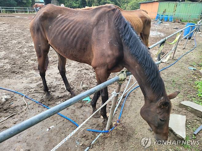 A씨 목장에서 발견된 갈비뼈가 앙상한 말 [동물보호단체 비글구조네트워크 제공. 재판매 및 DB 금지]