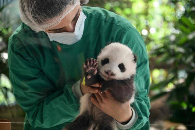 독일 베를린의 동물원에서 15일 한 사육사가 지난달 22일에 태어난 쌍둥이 판다 중 한 마리를 언론에 공개하고 있다. 2.5kg의 아기 판다들은 매일 오후 1시간 동안 동물원의 판다가든에서 관람객들을 만날 예정이다. 베를린=AFP 연합뉴스