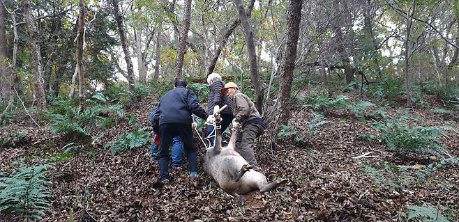 [울산=뉴시스] 야생 멧돼지를 포획한 울산 남구 유해야생동물 피해방지단. (사진=울산 남구 제공) 2024.03.04. photo@newsis.com *재판매 및 DB 금지