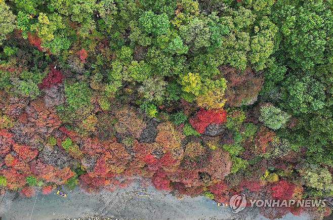 가을 염색 중 (태백=연합뉴스) 양지웅 기자 = 15일 강원 태백시 철암단풍군락지의 단풍이 점차 가을옷을 갈아입고 있다. 2024.10.15 yangdoo@yna.co.kr