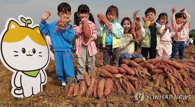 2024 어린이 초청 고구마, 땅콩 수확 체험 행사 (서울=연합뉴스) 16일 전북 완주군 농촌진흥청 국립식량과학원 밭작물 전시포에서 열린 '2024 어린이 초청 고구마, 땅콩 수확 체험 행사'에 참가한 어린이들이 농산물 수확 체험하고 있다. 2024.10.16 [농촌진흥청 제공. 재판매 및 DB 금지] photo@yna.co.kr