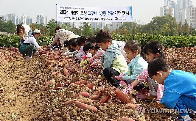 고구마 수확 체험하는 어린이들 (서울=연합뉴스) 16일 전북 완주군 농촌진흥청 국립식량과학원 밭작물 전시포에서 열린 '2024 어린이 초청 고구마, 땅콩 수확 체험 행사'에 참가한 어린이들이 농산물 수확 체험하고 있다. 2024.10.16 [농촌진흥청 제공. 재판매 및 DB 금지] photo@yna.co.kr