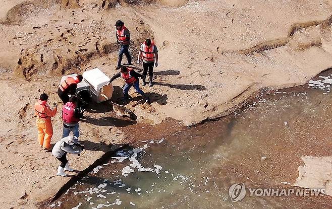 점박이물범 한 쌍, 가로림만으로 (홍성=연합뉴스) 충남도와 국립해양생물자원관 관계자들이 16일 가로림만 벌말선착장 인근에서 강원도 앞바다에서 구조한 점박이물범 암수 한 쌍을 방류하고 있다. 2024.10.16 [충남도 제공. 재판매 및 DB 금지] soyun@yna.co.kr