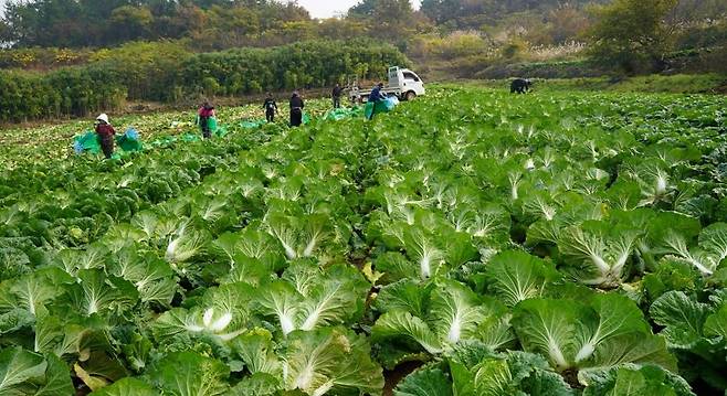 해남 배추밭 [해남군 제공·재판매 및 DB 금지]