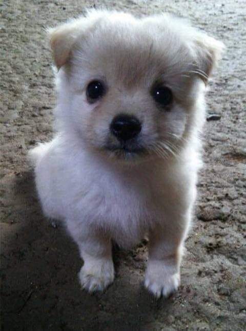 0c9ff302bd836cf423e881e3359c70686d720cc5116fc655b76eb928d65220385dcce932e303c7e4ddff27298f6fe69d8b1b7457f64d4538