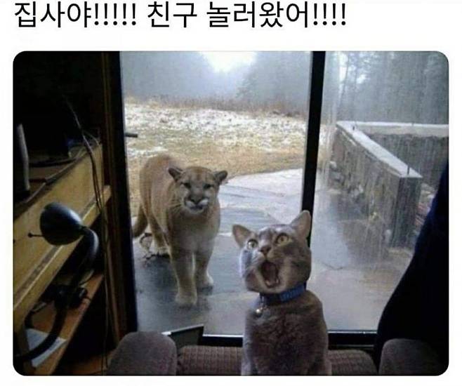 image.jpeg 친구 없는데 친구 놀러왔다고 호들갑 떨면서 집사한테 자랑하는 고영희..jpg