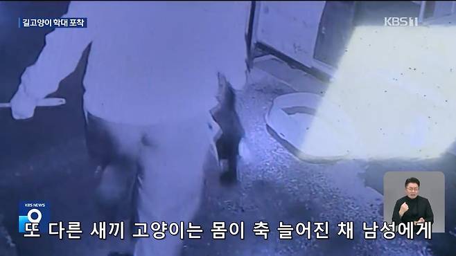 Internet_20241017_004922_14.jpeg ‘시각장애 묘’ 때리고 아기 고양이 납치…CCTV에 학대 포착