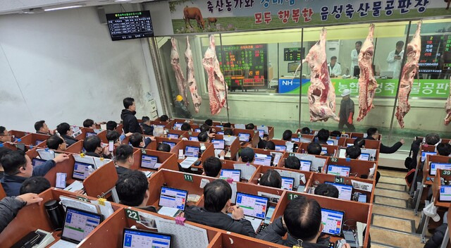 11일 농협음성축산물공판장에서 ‘농협축산물공판장’ 플랫폼을 활용한 스마트경매가 진행되고 있다. 농협경제지주 축산경제