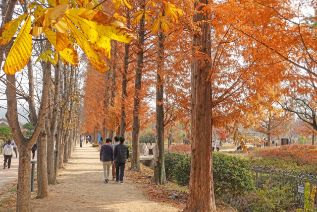 ▲경북 산림환경연구원 내 단풍길ⓒ경주시청 제공