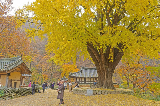 ▲운곡서원 은행나무ⓒ경주시청 제공