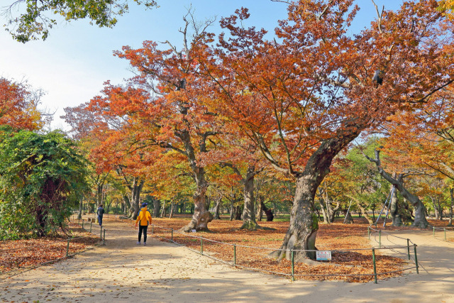 ▲계림ⓒ경주시청 제공