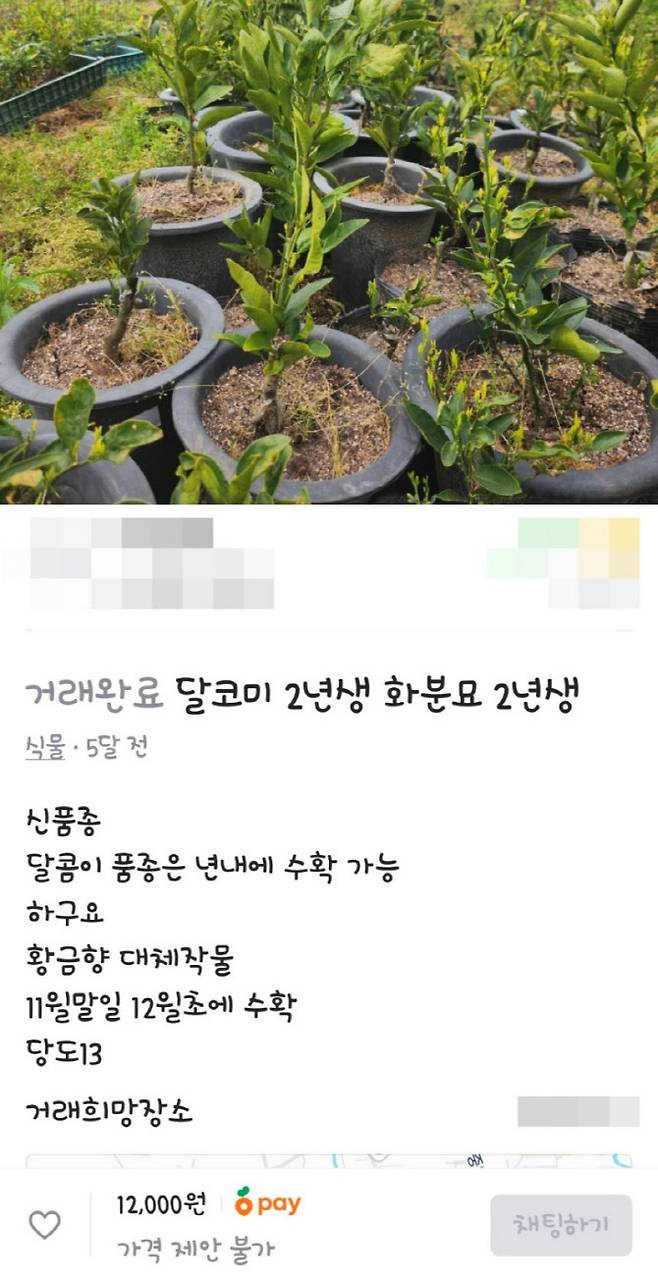 감귤 신품종 온라인 판매 게시글. (사진=연합뉴스)