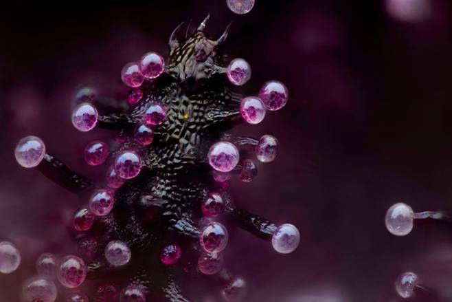 3등작, 대마초 식물의 잎, Chris Romaine/Nikon Small World