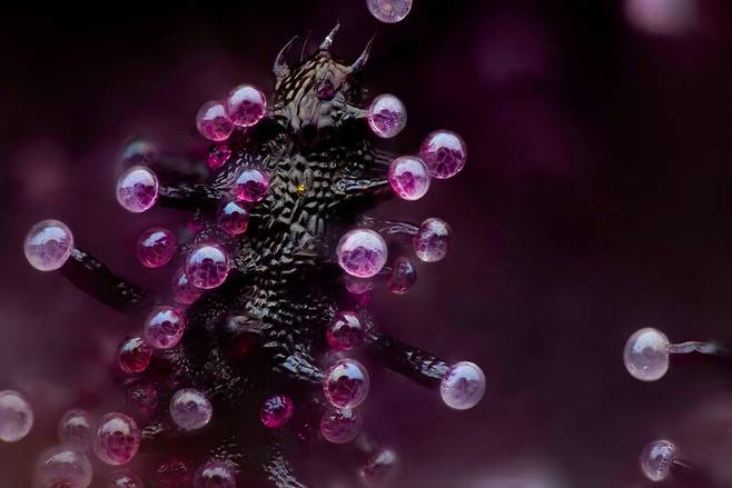 니콘스몰월드 3위 ‘대마초 잎’. 20배율. Chris Romaine/Nikon Small World