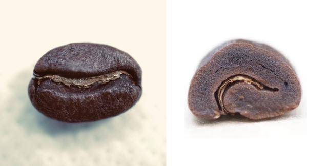 커피콩 겉모습(왼쪽)과 단면. 콩의 작고 단단한, 다공질 구조가 눈에 띈다.
