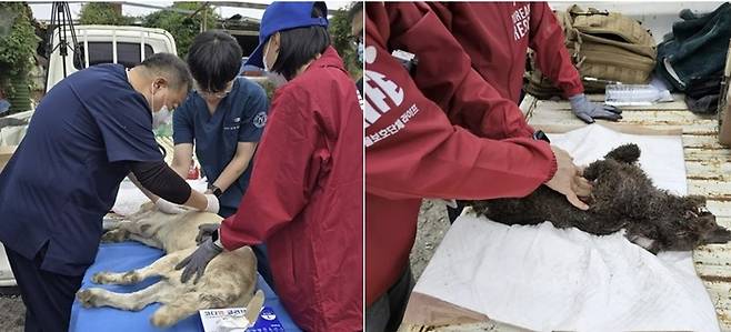 부산 강서구의 낙동강변의 불법개번식장에서 구조된 개를 구조자들이 살피고 있다.[사진 = 루시의 친구들]