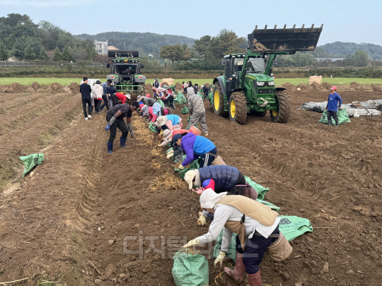 노동자들이 지난 17일 KGC인삼공사에 인삼을 공급하는 강원도 철원군 일대 인삼밭에서 수확 작업을 하고 있다.