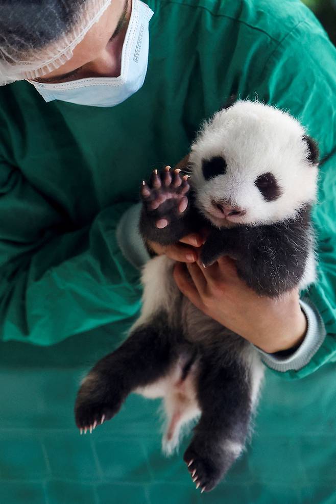 지난 15일 독일 베를린 동물원에서 관계자가 생후 2개월 된 새끼 자이언트 판다를 안고 있다. <로이터 연합뉴스>