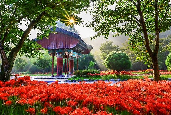 선운사의 가을은 꽃무릇이 센터에 선다