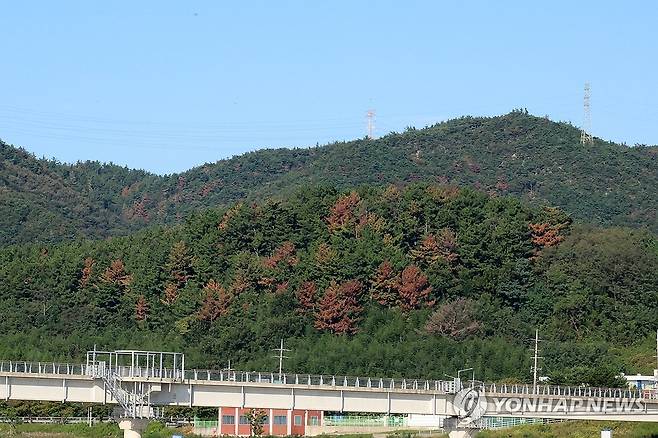 소나무재선충병 피해 확산 [연합뉴스 자료사진]