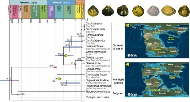판게아 분리에 따른 조개류의 담수 생태계로의 서식지 이동 [한국연구재단 제공. 재판매 및 DB 금지]