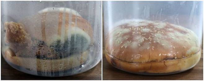 관찰 보름째 맘스터치 싸이버거(왼쪽)와 버거킹 와퍼 상태. 번과 패티 주변으로 크고 작은 곰팡이가 군데군데 피어있다. 사진=윤동주 기자 doso7@