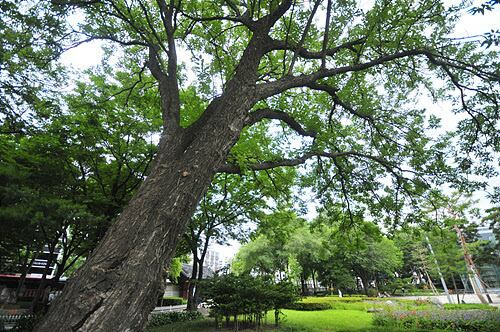 한국생명공학연구원 연구진이 뽕나무 추출물이 항암 효과를 갖는다는 연구 결과를 발표했다. 저산소 상태에서 세포의 기능 유지를 돕는 유전자의 발현을 억제하는 효과가 확인됐다./조선DB