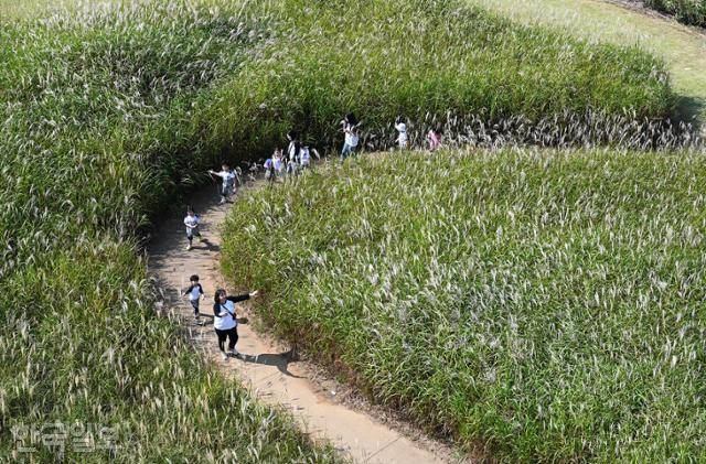 소풍 나온 아이들이 시흥 갯골생태공원 억새밭을 뛰어다니고 있다.