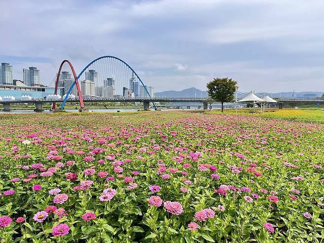 대전 하천에 조성된 꽃단지 [대전시 제공. 재판매 및 DB금지]