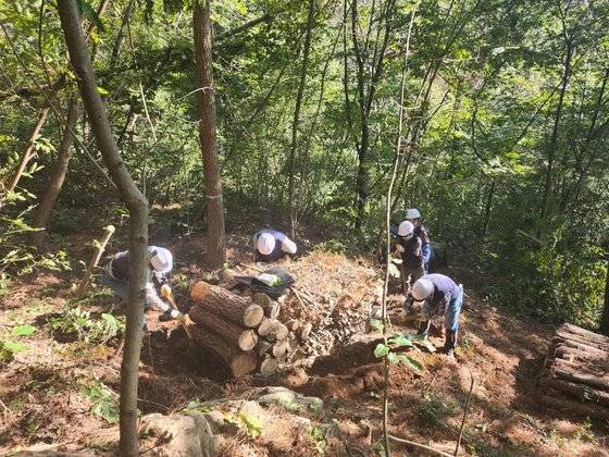 재선충으로 고사한 소나무를 잘라 '소나무 무덤'을 만들고 있는 밀양 예찰방재단 직원들. 위성욱 기자