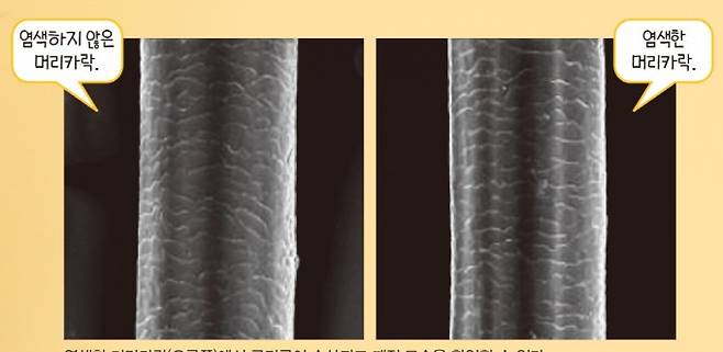 염색한 머리카락(오른쪽)에서 큐티클이 손상되고 깨진 모습을 확인할 수 있다. 프론티어스 제공