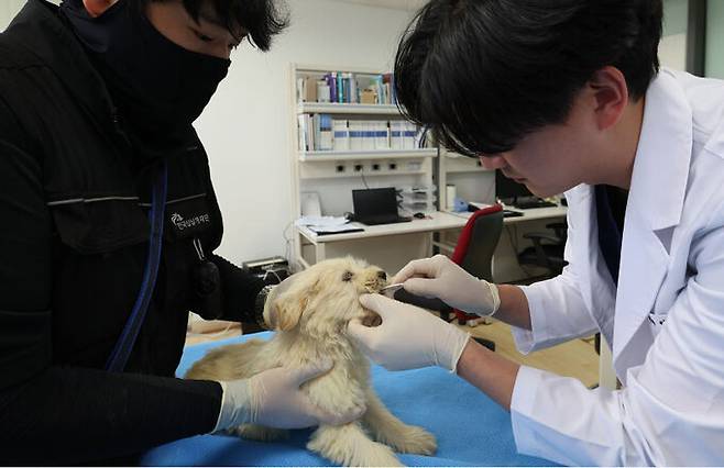 한국삽살개재단 내부에 있는 동물병원에서 수의사가 삽살개 새끼로부터 DNA 검사를 위한 시료를 채취하고 있다.