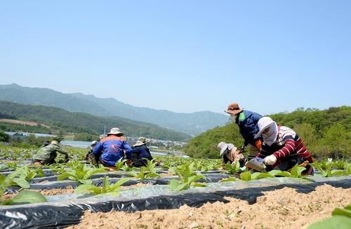 외국인 계절근로자 [연합뉴스 자료사진]