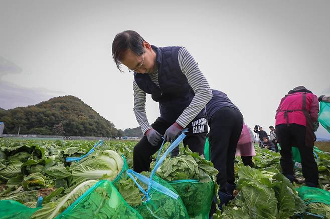 한덕수 국무총리가 27일 오전 충남 아산시 배방읍 배추밭에서 배추를 수확하고 있다. /국무총리실