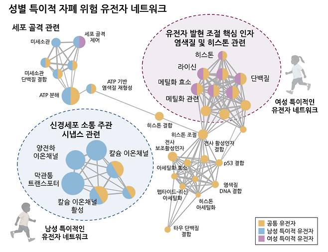 성별 특이적인 자폐 연관 유전자 네트워크./한국연구재단