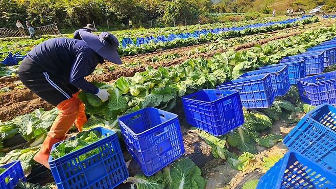 평창 준고랭지 배추 수확 한창 [연합뉴스 제공]