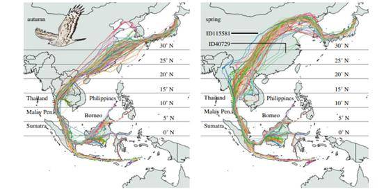 ▲ 위 지도를 보면 봄철에 벌매의 이동경로를 보여주는데 우리나라와 일본 사이를 오갈 때 가덕도를 통과해서 가는 것을 알수 있다. ⓒSugasawa and Higuchi