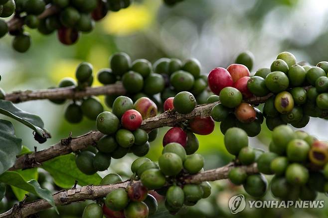 커피 콩 [AFP=연합뉴스 자료사진]