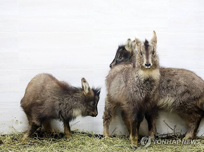 지난 3월 13일 강원 양구군 산양·사향노루센터에서 올겨울 폭설로 고립·탈진했다가 구조된 어린 산양들이 쉬며 기운을 회복하고 있다. [연합뉴스 자료사진]