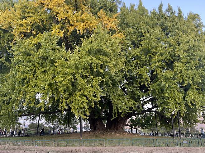 Leaves of the Bangyeri GInkgo Tree are starting to turn yellow as of Saturday. [LEE TAE-HEE]