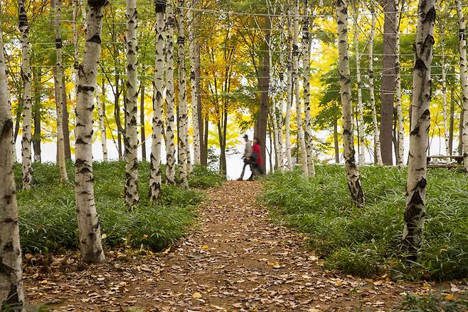 현호림 자작나무숲 / 사진 = 남이섬