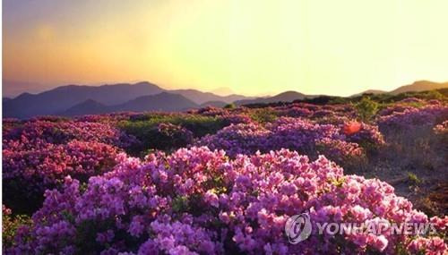 양산시 천성산  [양산시 제공. 재판매 및 DB 금지]