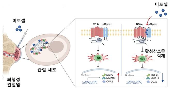 신규 퇴행성 관절염 치료제 '미토셀' 치료 기전.